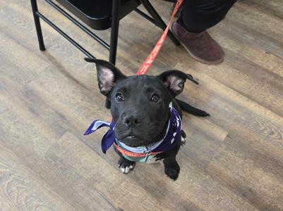 A black puppy with a bandana sitting on a wooden floor, looking up at the camera.