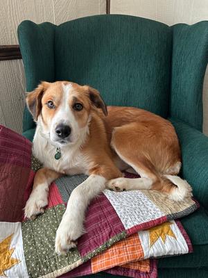 Chigger, Collie, young, available for adoption