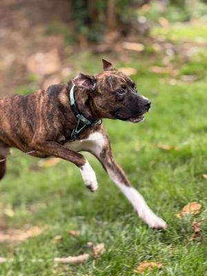 A brindle and white dog running on grass