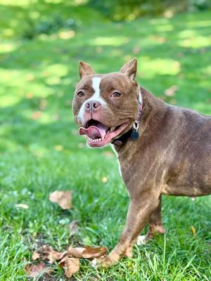 A brown dog with a white stripe on its face is standing on a grassy field, looking towards the camera with its mouth open.