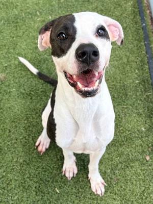 Peach, Mixed Breed, adult, available for adoption