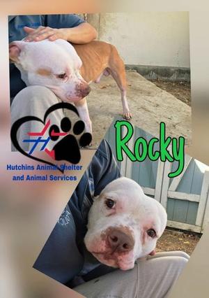 Rocky, Mixed Breed, adult, available for adoption