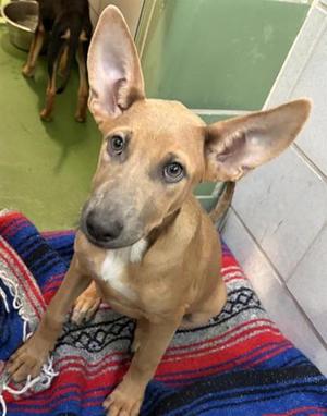 Reese, Mixed Breed, puppy, available for adoption