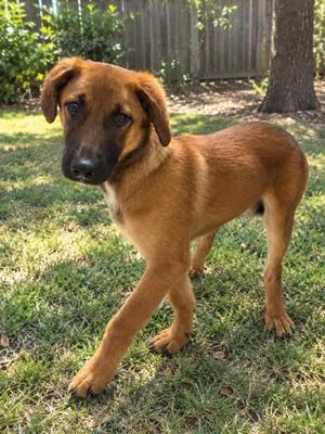 Wyatt, Mixed Breed, puppy, available for adoption
