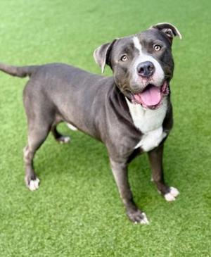 Shaw, Mixed Breed, adult, available for adoption