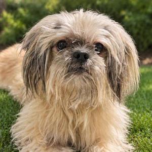 Pablo, Mixed Breed, adult, available for adoption