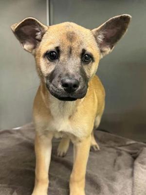 A small, light brown puppy with large ears and dark eyes standing on a gray blanket.