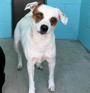 Skyla, Mixed Breed, adult, available for adoption