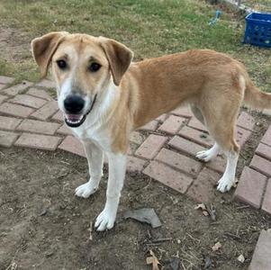 A brown and white dog standing on a brick path, looking at the camera with its mouth open.