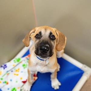 Duke, Mixed Breed, puppy, available for adoption