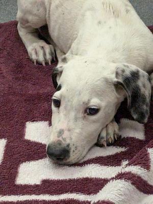 Soonyee, Mixed Breed, puppy, available for adoption