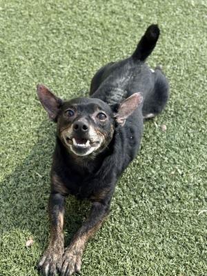 A black and brown dog with large ears and a wagging tail is lying on green grass.