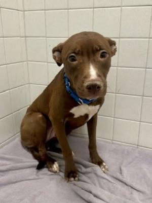 Savannah, Mixed Breed, adult, available for adoption