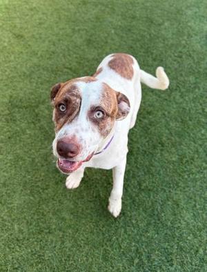 A brown and white dog standing on green grass, looking up at the camera with its mouth open and tongue out.
