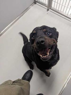 Ammo, Mixed Breed, senior, available for adoption