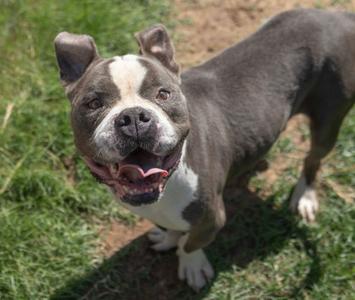 A happy-looking dog with a white face and gray body standing on grass.