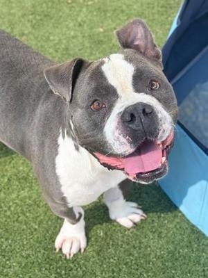 Pebbles, American Pit Bull Terrier Mix, adult, available for adoption