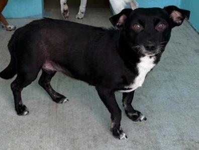 Shelby, Mixed Breed, adult, available for adoption