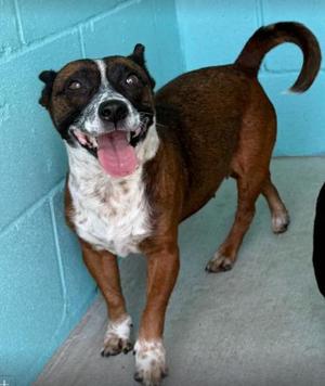 Sophia, Mixed Breed, adult, available for adoption