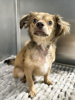 Bear, Terrier Mix, young, available for adoption