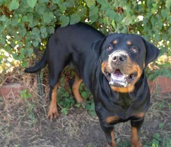 A black and tan Rottweiler dog standing outdoors with its mouth open, showing its teeth, in front of green foliage.