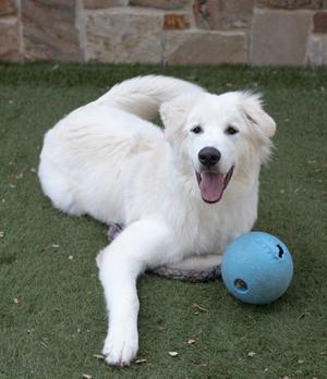 Goofy, Great Pyrenees Mix, young, available for adoption