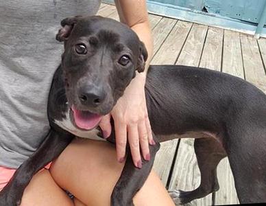 Elvira, Labrador Retriever, available for adoption