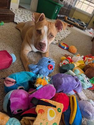 Marley, Pit Bull Terrier, available for adoption