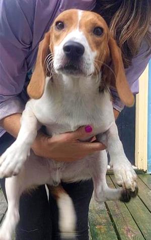 Delbert, Beagle, available for adoption