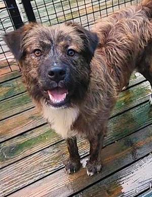 Reese, available for adoption