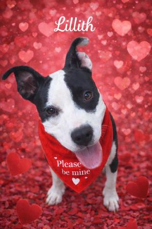 Lilith aka Lily, Pit Bull Terrier, available for adoption
