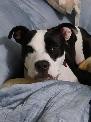 Lilith aka Lily, Pit Bull Terrier, available for adoption