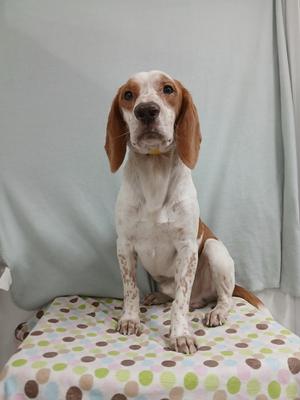 A beagle dog sitting on a polka-dotted blanket