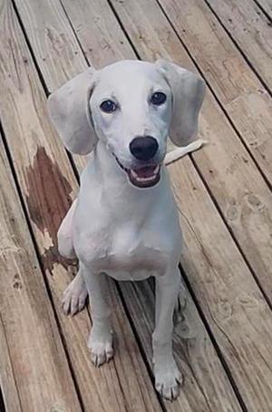 Otis, Hound, available for adoption