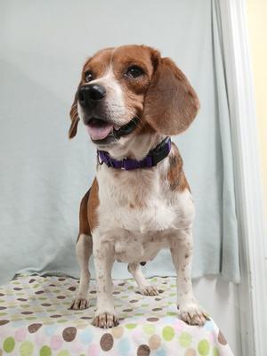 A beagle dog standing on a polka-dotted surface, wearing a purple collar.