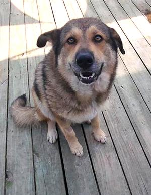 Willow, German Shepherd Dog, available for adoption