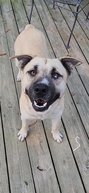 Jacoby, Husky, adult, available for adoption