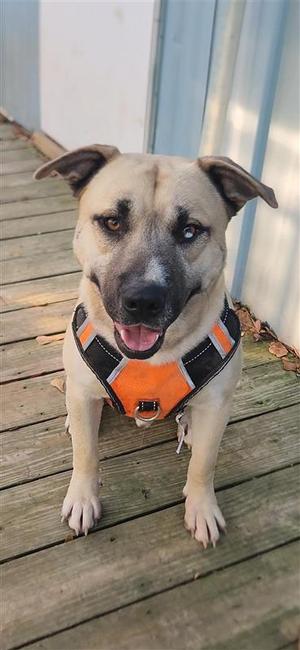 Jacoby, Husky, adult, available for adoption