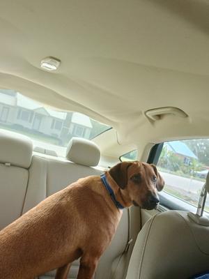 A brown dog wearing a blue collar sitting in the back seat of a car, looking out the window.