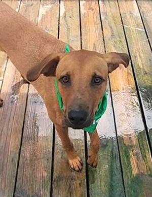 Professor Red, Labrador Retriever, available for adoption