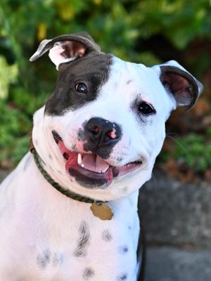 Petey, Mixed Breed, young, available for adoption