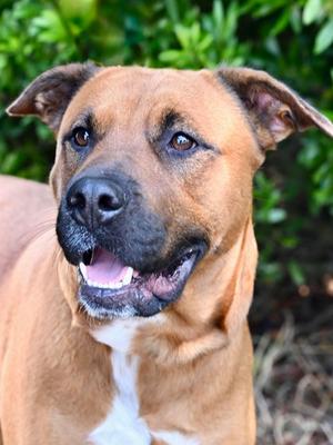 Chevy, Mixed Breed, adult, available for adoption