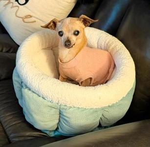 Millie, Chihuahua - Smooth Coated Mix, senior, available for adoption