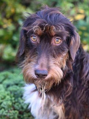 A close-up of a dog with long, shaggy fur and expressive eyes, standing outdoors with green foliage in the background.
