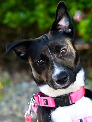 Maple, Mixed Breed, adult, available for adoption