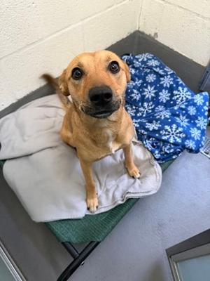 Ginger, Mixed Breed, young, available for adoption