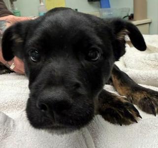 David, Mixed Breed, puppy, available for adoption