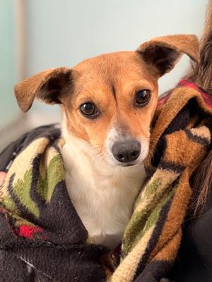 Cece, Mixed Breed, adult, available for adoption