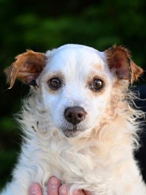 Hubble, Mixed Breed, adult, available for adoption