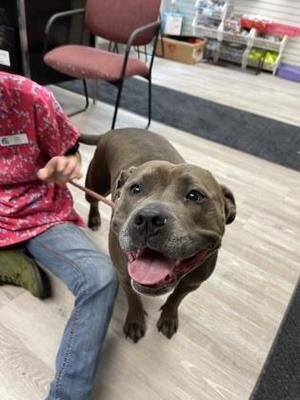 Roxie, American Pit Bull Terrier Mix, senior, available for adoption